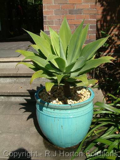 Agave attenuata pot 